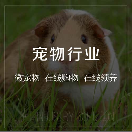 丽江宠物